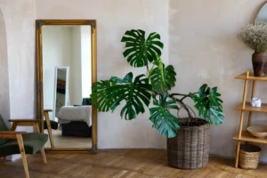 Organic Modern / Biophilic Blend